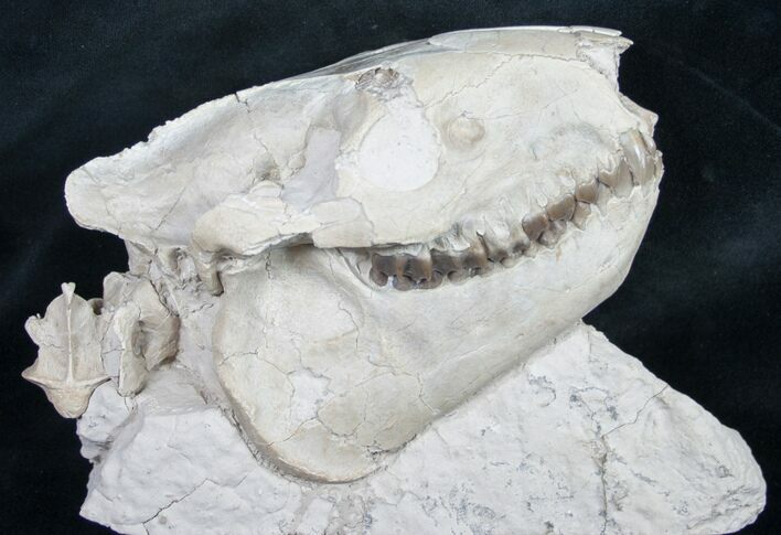 Superb Fossil Oreodont Skull With Vertebrae #8853